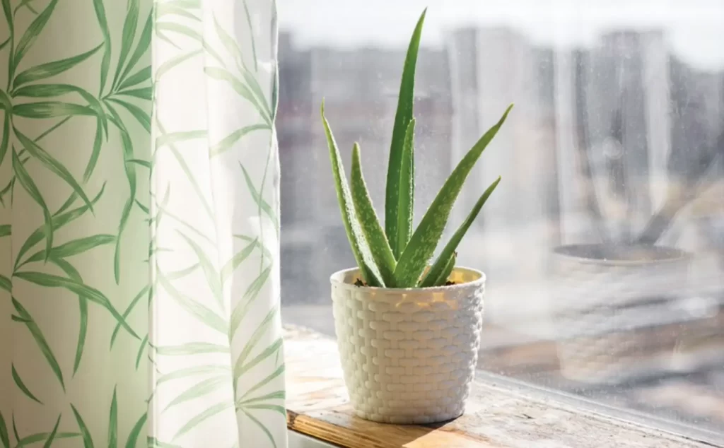 aloe vera