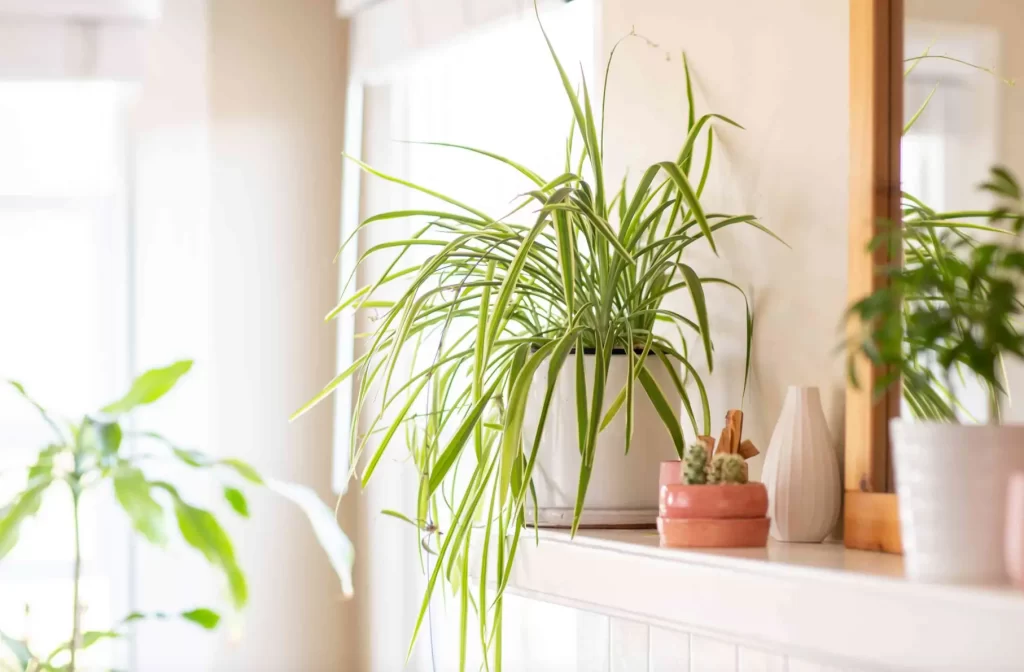 chlorophytum
