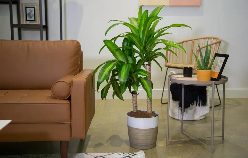 dracaena fragrans