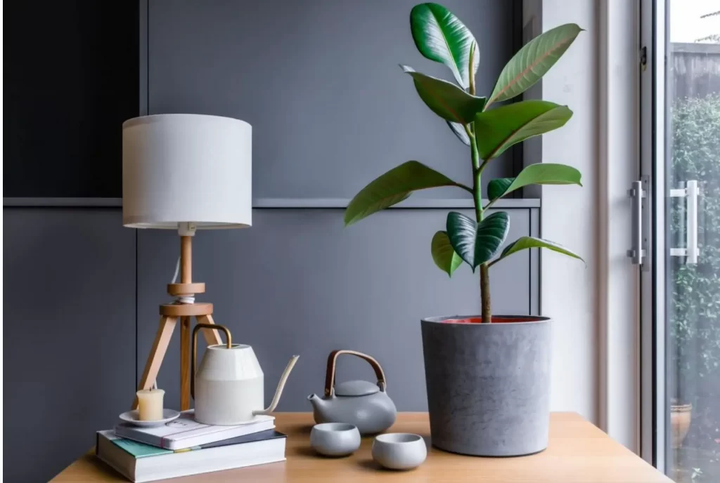 ficus
