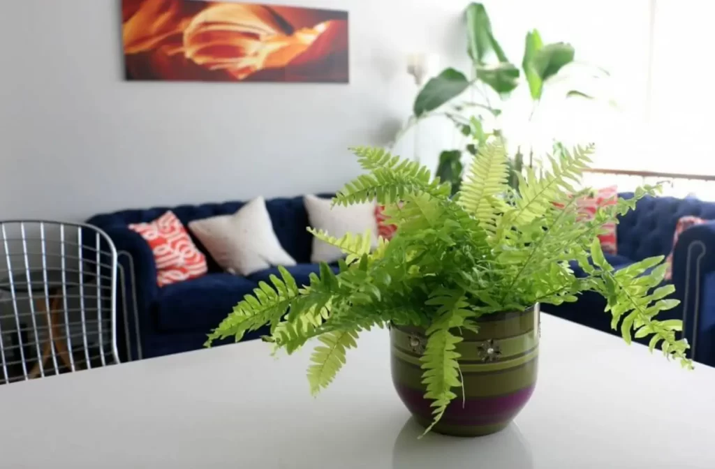 pteris