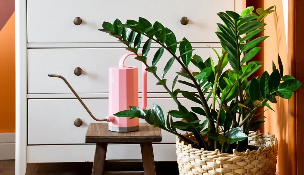 zamioculcas